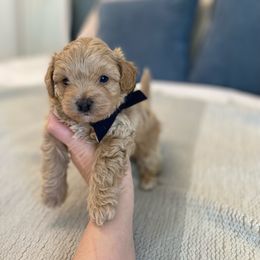 Bernedoodle, Boxer, Goldendoodle, Havapoo, and Poodle Puppies from Lady Paws Puppies