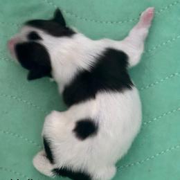 Girl 1 - female Havanese puppy in Lawrenceville, Georgia from Alchemy Havanese