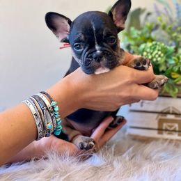 French Bulldog Puppies from Shining K Ranch