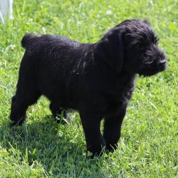 Minotaur - Black male Giant Schnauzer puppy in Mount Sterling, Ohio from Northern Lights Working Dogs