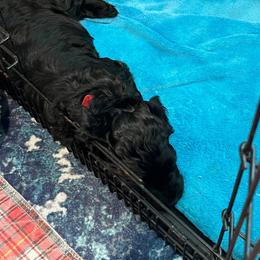 Red Collar - Black male Goldendoodle puppy in Ocala, Florida from Hancock Place
