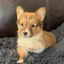 KM M3 - Sable male Pembroke Welsh Corgi puppy in Stockton, Iowa from Infinity Corgis