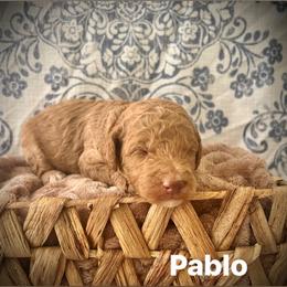 Pablo - Apricot male Poodle puppy in Athens, Georgia from Alexander’s Standard Poodles