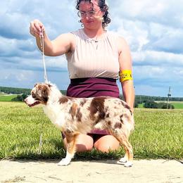 MAYA - Toy Australian Shepherd