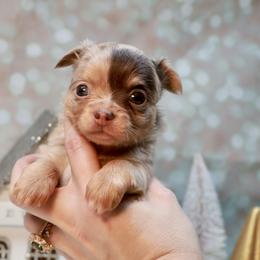 Chihuahua Puppies from Fiddlefigg Chihuahuas