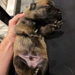 Boy 1 - Mahogany male Belgian Malinois puppy in Markham, Virginia from Skyfall Kennels LLC
