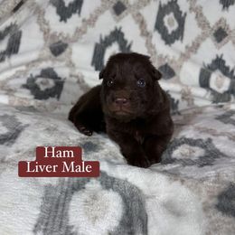 Ham - Liver male German Shepherd puppy in New Cambria, Missouri from Des Hausraben Shepherds
