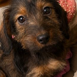 Dachshunds from Kentucky Bluegrass Wirehair Dachshunds