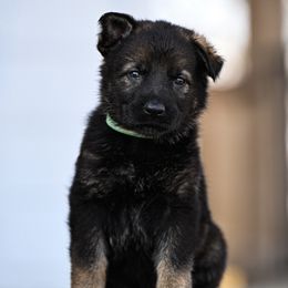 Teal collar - Sable female German Shepherd puppy in Portland, Tennessee from Howixx German Shepherds