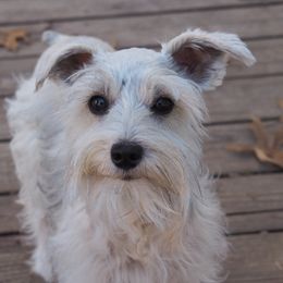 Juniper - Miniature Schnauzer