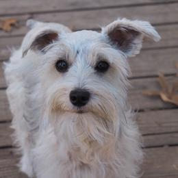 Juniper - Miniature Schnauzer