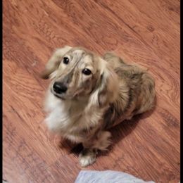 Rye - Dachshund