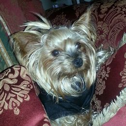 Yorkshire Terriers from V's Babies