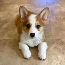 Smooch - Sable male Pembroke Welsh Corgi puppy in Arcanum, Ohio from Weissway Corgis