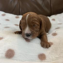 Bowie - Red male Cavapoo puppy in Glendale, Arizona from Dashing Dogs