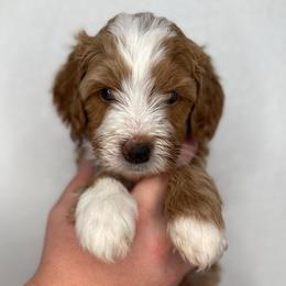 Boy 2 - Red male Bernedoodle puppy in Surprise, Arizona from Huckleberry Doodles
