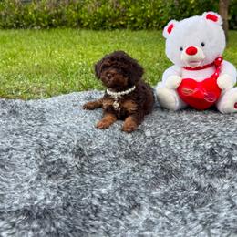 Toby - Brown male Poodle puppy in Florida from Puppies Forever 💙❤️🐶