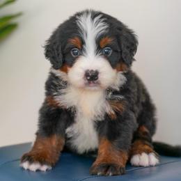 Atlas - Tri-color male Bernedoodle puppy in Dundee, Ohio from Down Home Doodle