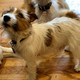 Hondo - Russell Terrier