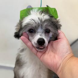 Orchid - Sable female Chinese Crested puppy in Sweet Home, Oregon from Rhapsody Poodles & Cresteds
