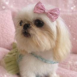 Sugar - Shih Tzu