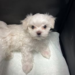 "Ghost " Maltese Puppies from Genice’s Small Wonders