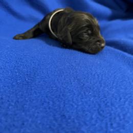 Girl 1 - Liver female Boykin Spaniel puppy in Stapleton, Alabama from Taensas Boykins