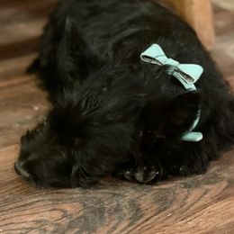 Irish Terrier and Scottish Terrier Puppies from Avonlea Terriers
