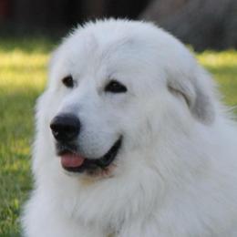 Svea - Great Pyrenees