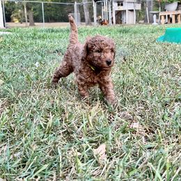 Boykin Spaniel and Goldendoodle Puppies from Double Shot Boykins