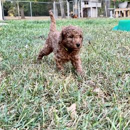 Boykin Spaniel and Goldendoodle Puppies from Double Shot Boykins