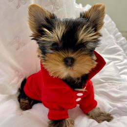 Boy 1 - Black and gold male Yorkshire Terrier puppy in Seattle, Washington from 🎀 Yorkies Boutique Babydolls 🎀