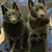 Schipperkes from Sheryl's Schipperkes