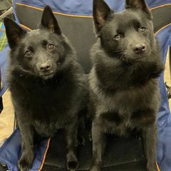 Schipperkes from Sheryl's Schipperkes