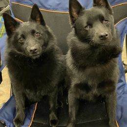 Schipperkes from Sheryl's Schipperkes