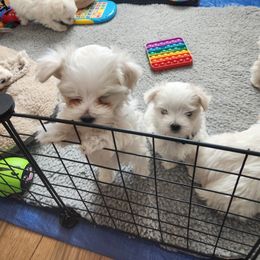 Maltese Puppies from Arizona Maltese Gems