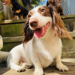 Zinnia - Dachshund