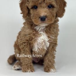 Leo - Red  male Goldendoodle puppy in Milford, Indiana from Railway Acres Kennel