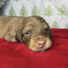Ralphie - Chocolate and cream male Dachshund puppy in Perris, California from The Dach House