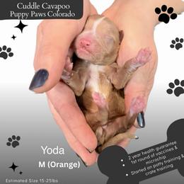 Toda - Apricot male Cavapoo puppy in Fort Lupton, Colorado from Puppy Paws Colorado