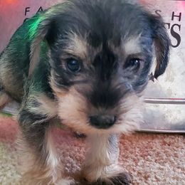 Miniature Schnauzers from Fowler Farms