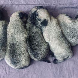 Pug Puppies from The Grumble Pack
