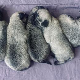 Pug Puppies from The Grumble Pack