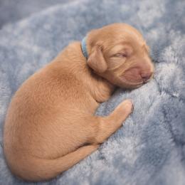 Simon - Cream male Dachshund puppy in Lubbock, Texas from Wagging Tails