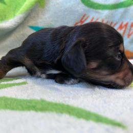 Tarragon - Black and tan female Dachshund puppy in Spring Creek, Nevada from Hobby Horse Mini Doxies