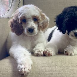 Assorted Doodle Crosses, Bernedoodle, Goldendoodle, and Poodle Puppies from Paramount Family Doodles