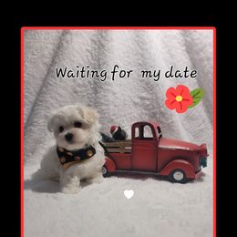 Boy 1 - White male Maltese puppy in Kinder, Louisiana from Bourque Maltese