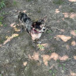 Pixie - Merle female Chihuahua puppy in Breese, Illinois from Casey's Chihuahuas