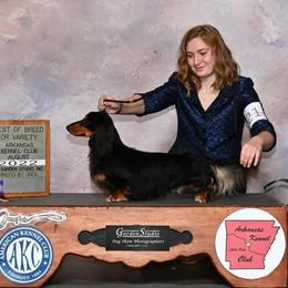 Jack - Dachshund