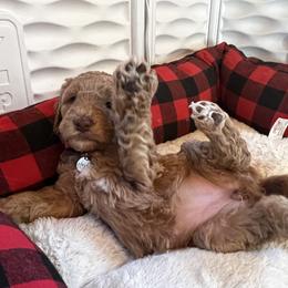 Goldendoodle Puppies from Lundee Doodles